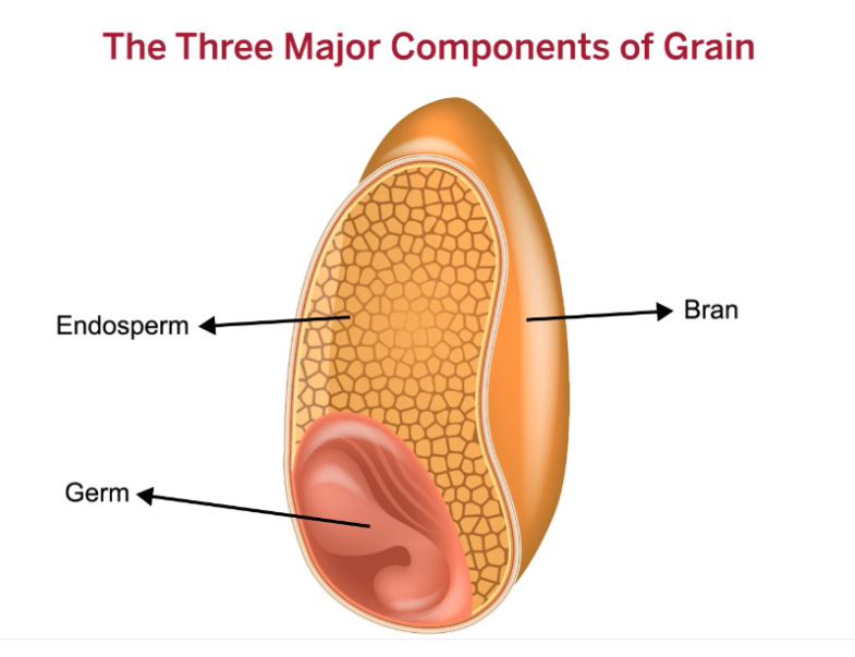 곡물 낟알의 세 가지 구성 요소 — 배유(Endosperm), 겨(Bran), 배아(Germ)